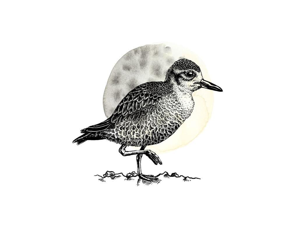 Dotterel - Ink Series