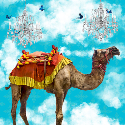 Camel In The Clouds