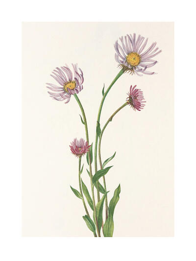 North American Wildflowers