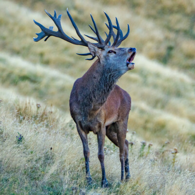 Red Stag