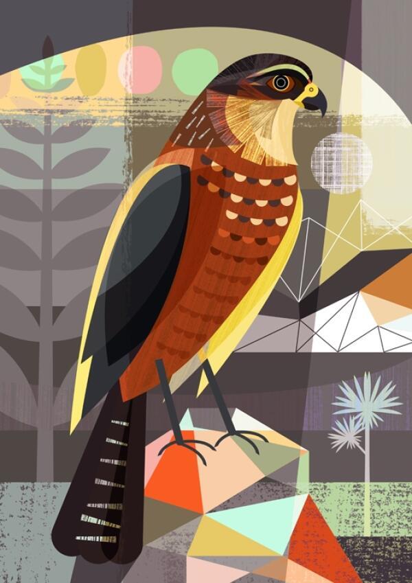 Hawk Graphic