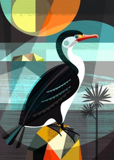 New Zealand Shag