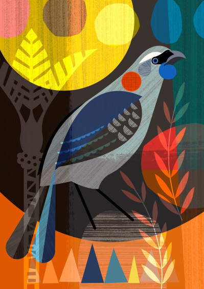 New Zealand Kokako