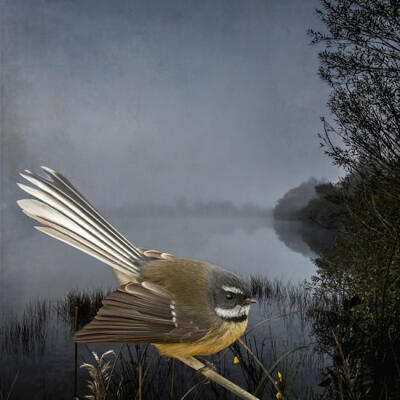 Fantail Fantasy