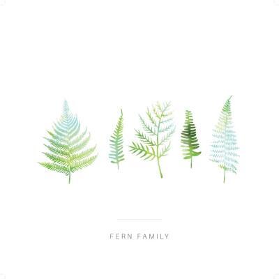 Fern Family