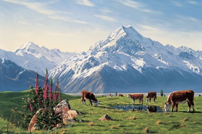 Foxgloves, Mt Cook