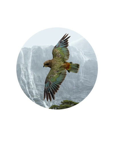 Kea, Milford (detail)