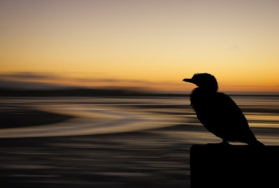 Shag Watch