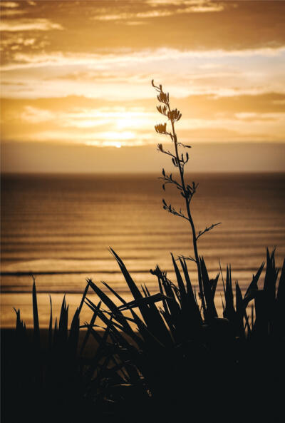 Coastal Contour