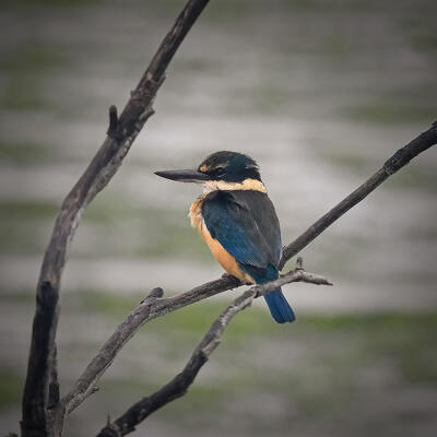 See The Bird