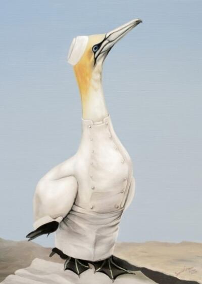 NZ Gannet Chef