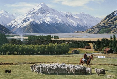 Glentanner Station Sheep Muster
