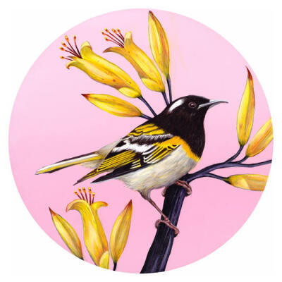 Hihi Of The Wharaiki