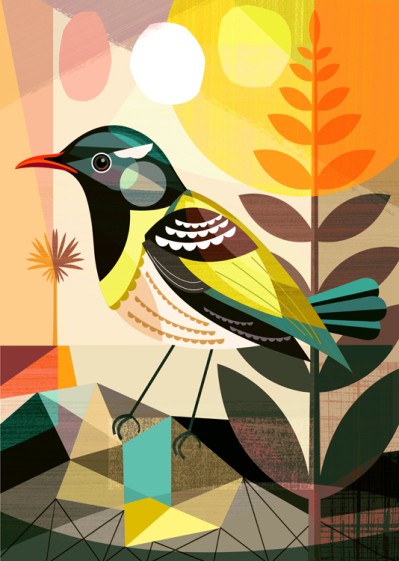Hihi NZ Native