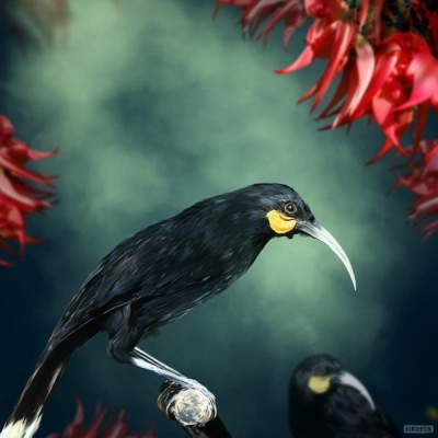 Huia IV