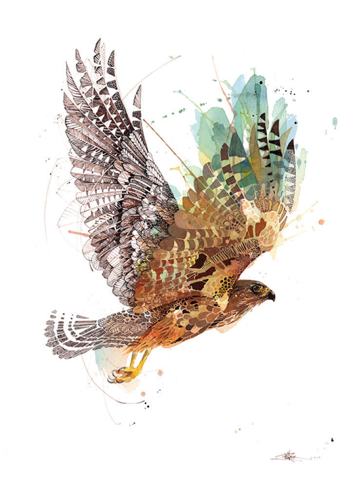 Autumn Falcon
