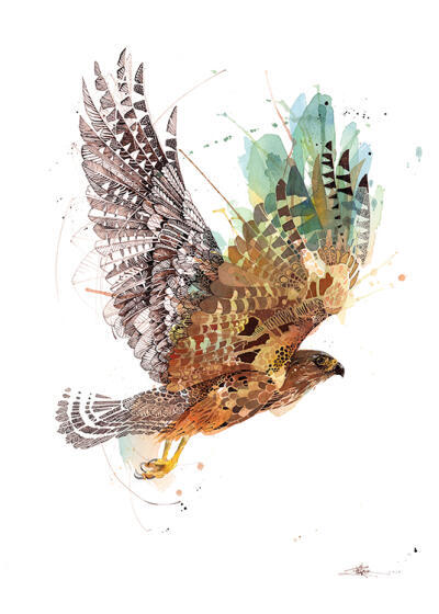 Autumn Falcon
