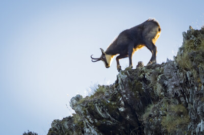 Ridgeline Chamois