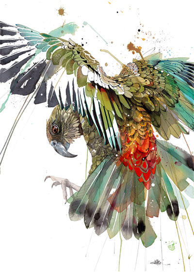 Colour Burst Kea