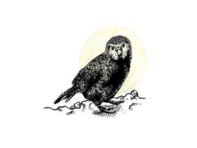 Kakapo - Ink Series
