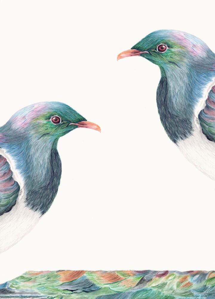 Kereru 4