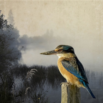 Kingfisher Kingdom