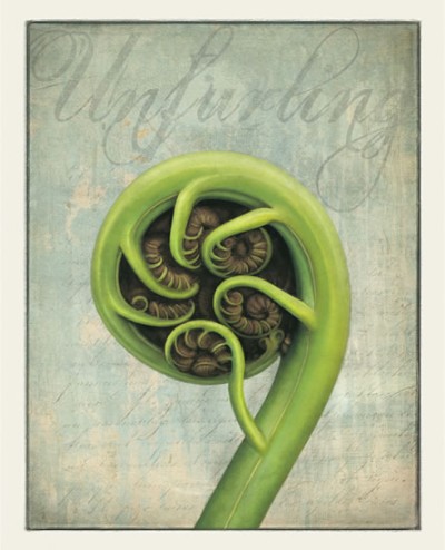Koru Unfurls