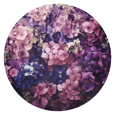 Summer Hydrangeas