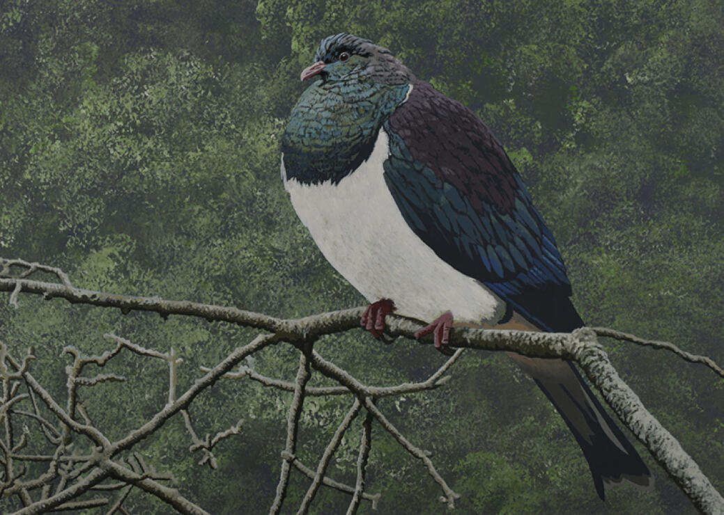 Kereru