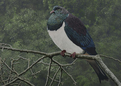 Kereru