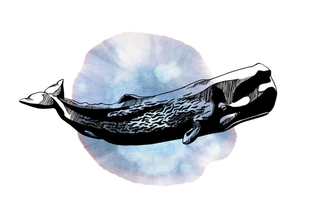 Sperm Whale
