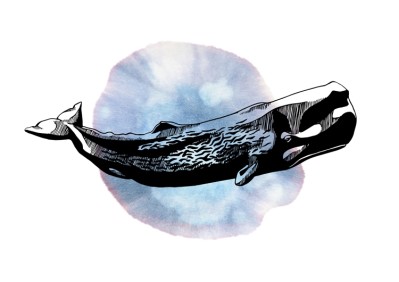 Sperm Whale