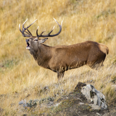 Wild Otago Stag