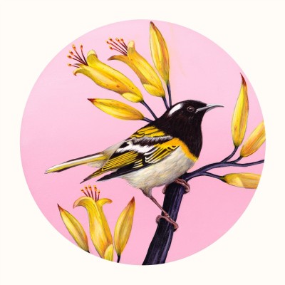 Hihi Of The Wharaiki