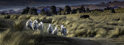 Merino Dusk