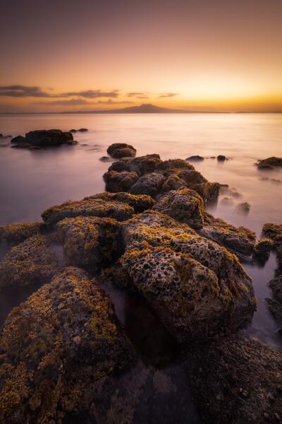 Rangitoto Gold