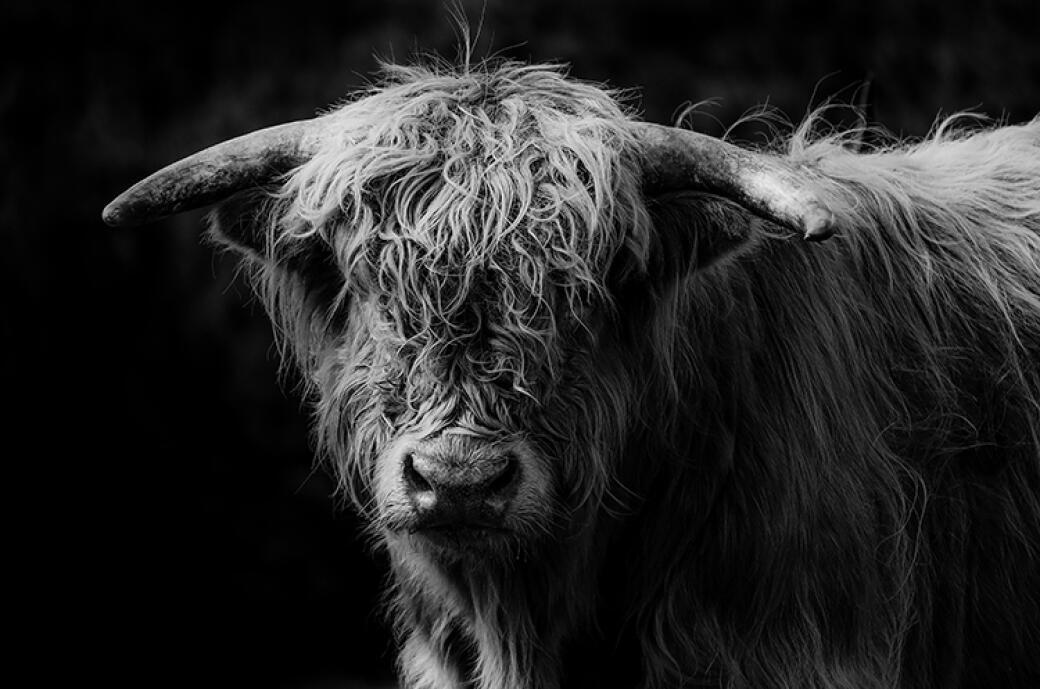 Hair 'n' Horns