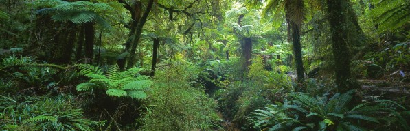 Native Bush by Nathan Secker - Art Prints New Zealand | Image Vault