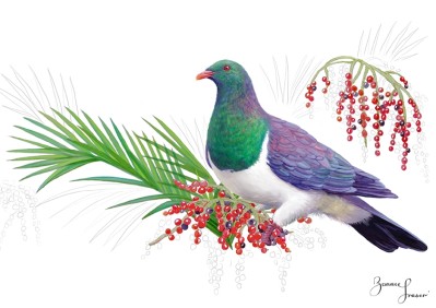 New Zealand Wood Pigeon & Nikau