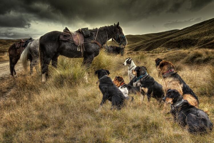 希少】Horses and Dogs:William Eggleston/写真希 希少】Horses and Dogs:William Eggleston/写真希 Only Dogs And