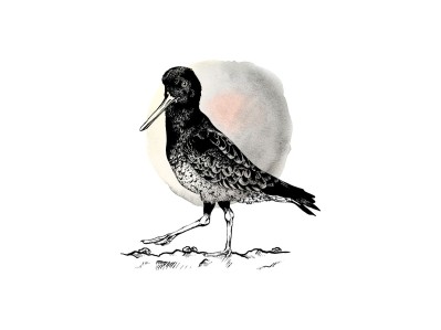 Oystercatcher - Ink Series
