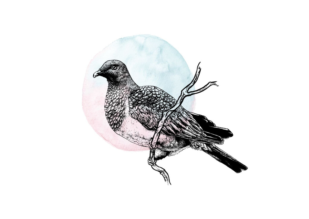Pigeon - Ink Series