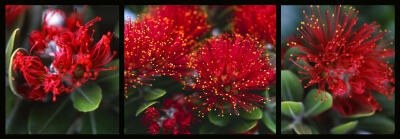 Pohutukawa