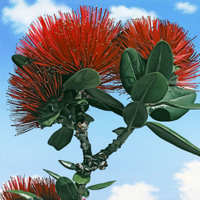 Pohutukawa Stanley Bay