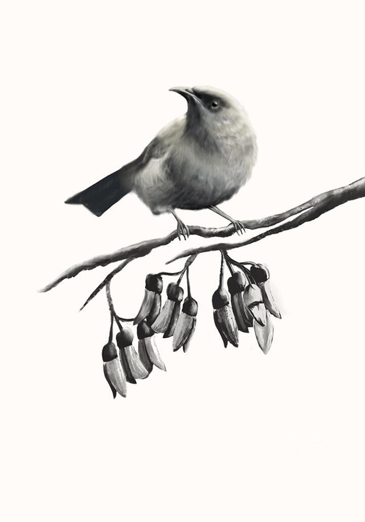 Bellbird