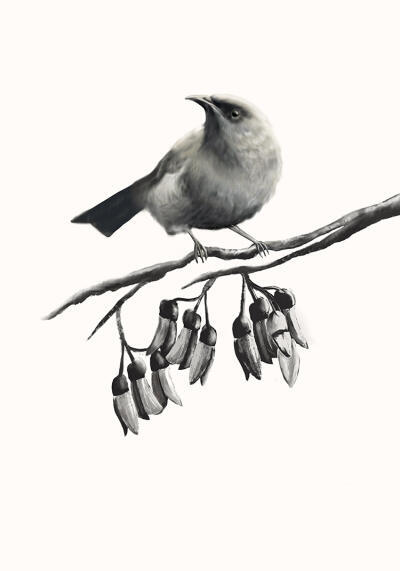 Bellbird