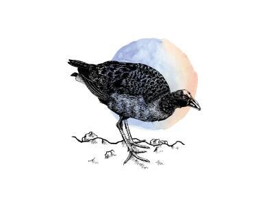 Pukeko - Ink Series