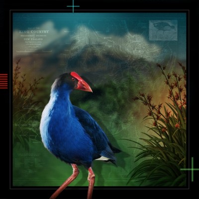 Pukeko 2