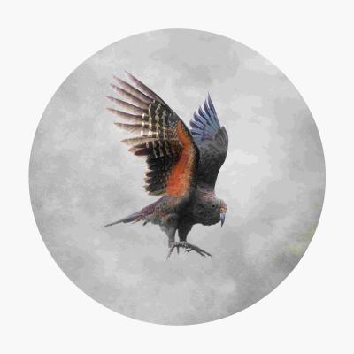 Flying Kea