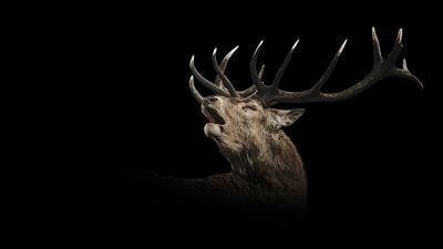 Roaring Stag